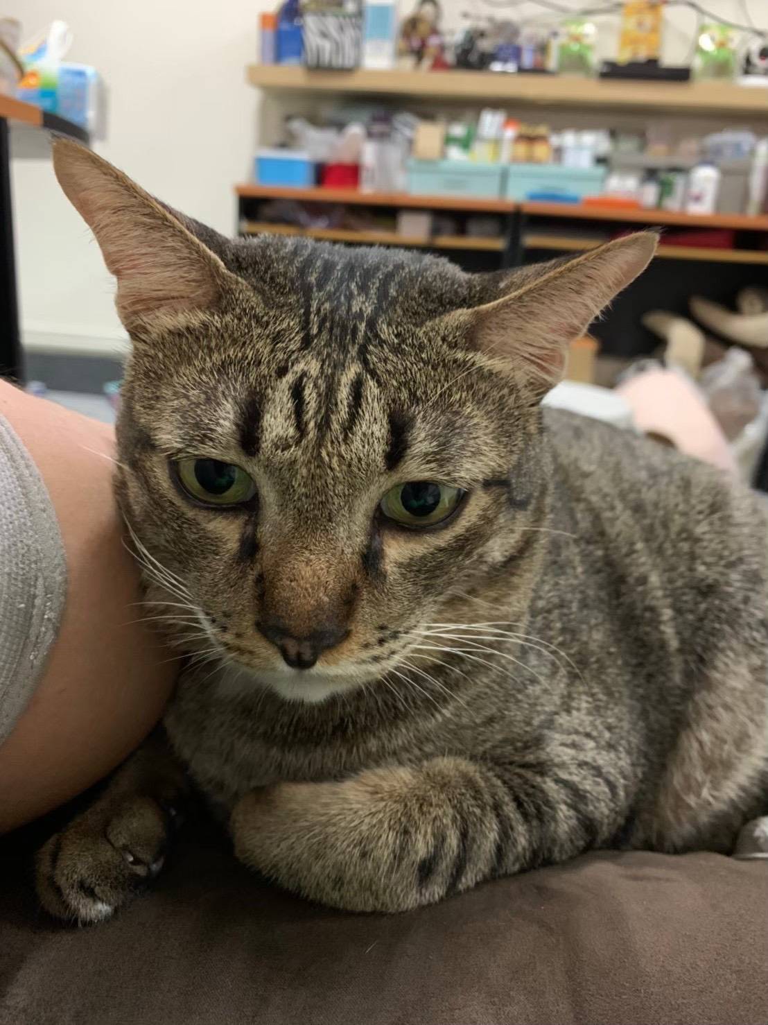 น้องริว